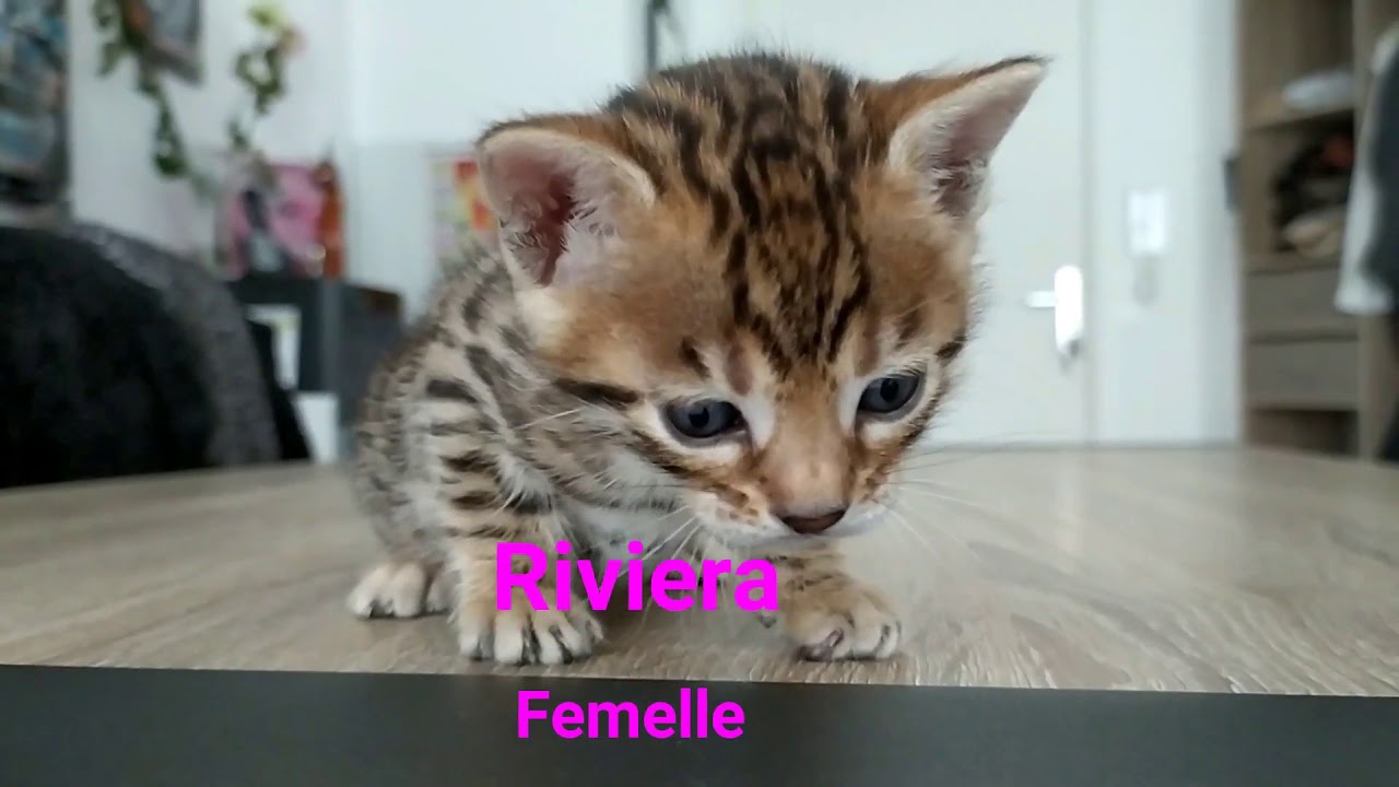 Naissance Chatons Bengal - Les bébés de Mistra !