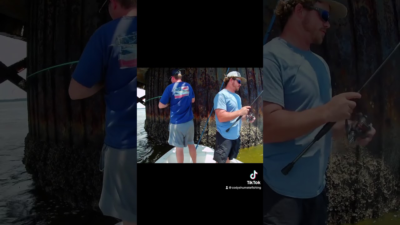 sheepshead are starting to show up, like and subscribe if you love #fishing #shimano #sheepshead
