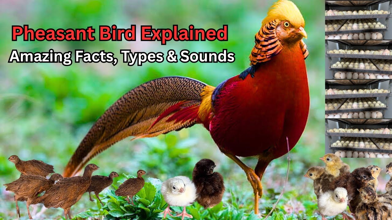 Pheasant Bird Explained | Types & Sounds | Pheasant Bird Documentary | Everything You Need to Know
