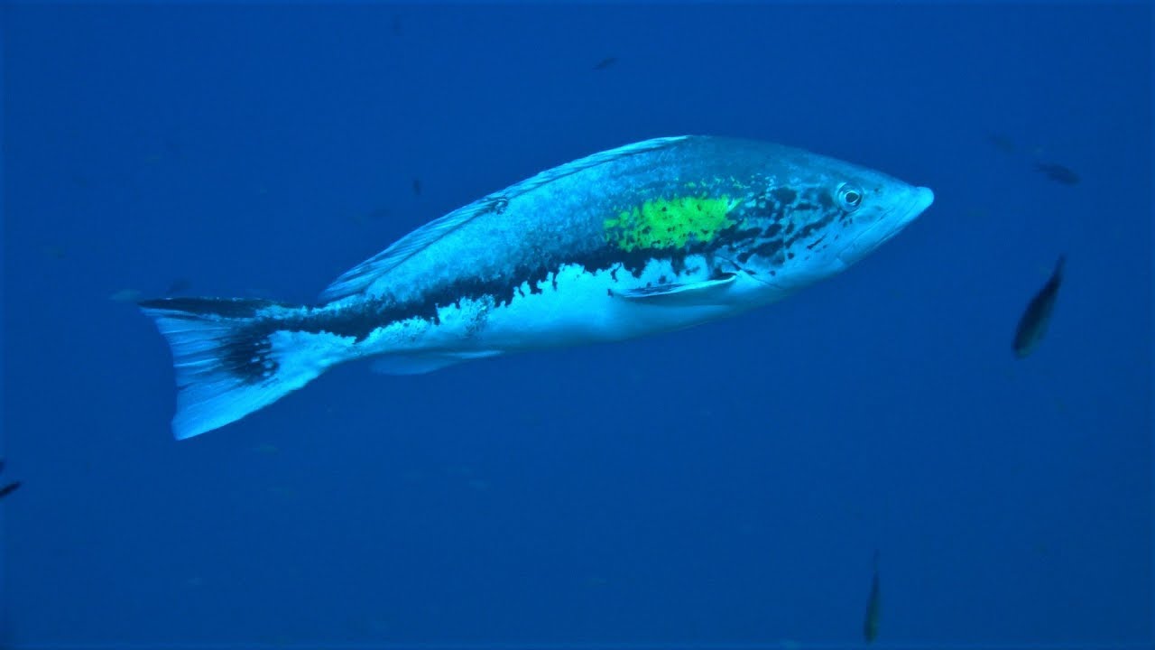 Ustica, essenza di Mediterraneo