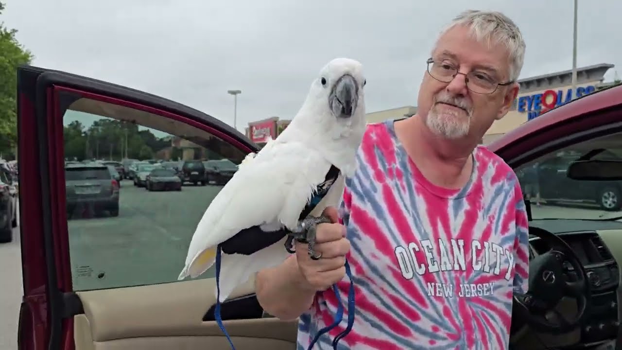 Onni Cockatoo Takes A Trip To PetSmart