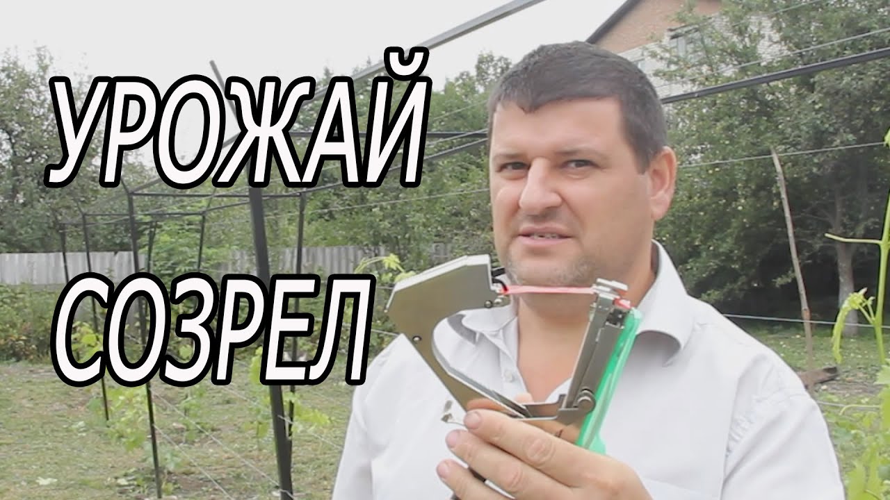 Сколько собрал ВИНОГРАДА  с 6 СОТОК!