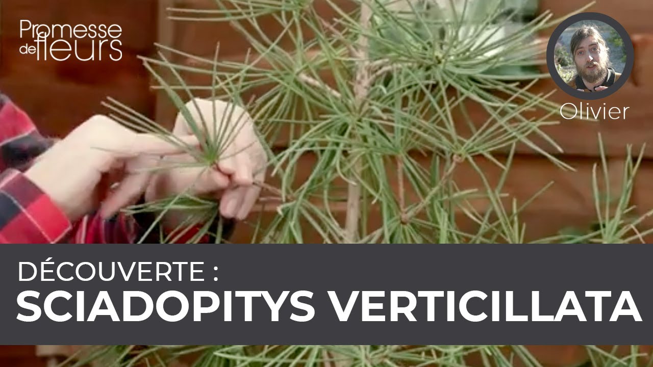 D&eacute;couverte : le sciadopitys verticillata