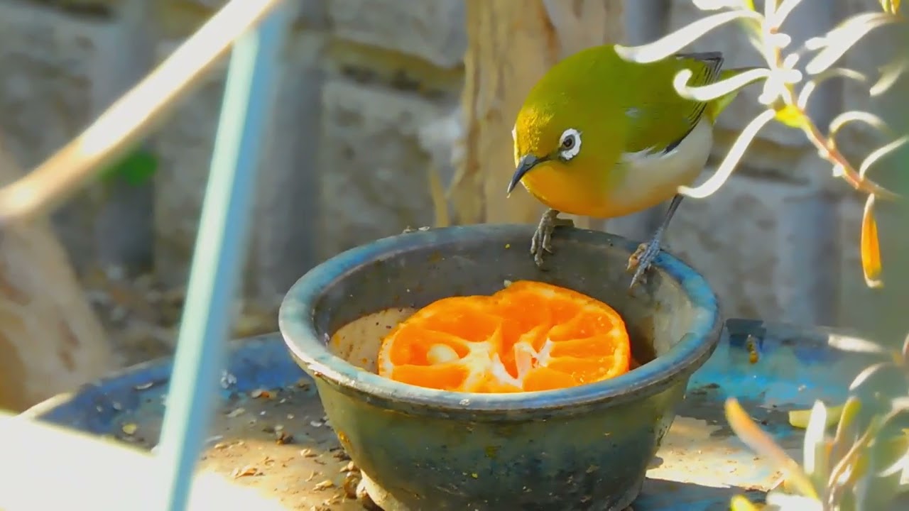 春一番が吹いた日の小鳥たち（2026.2.23）