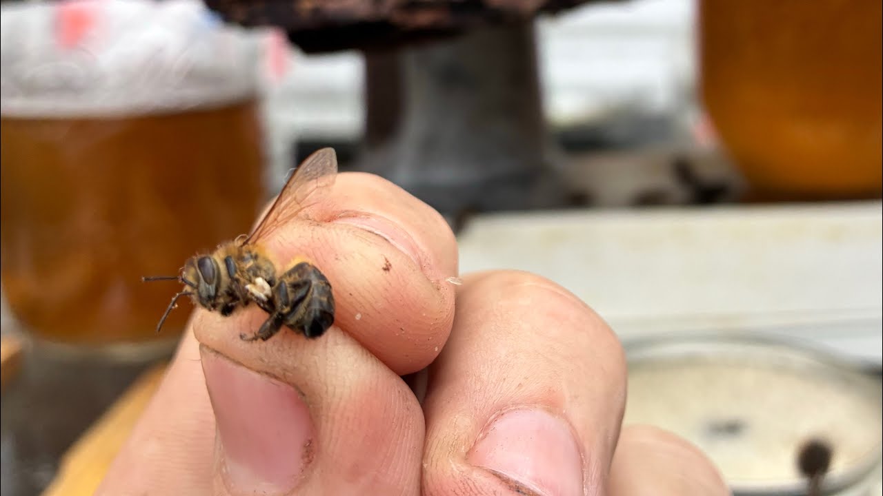 Day 49: BeeHaver Vlog: upside down feeding. Stranger Shot Through a heart!  While feeding. 