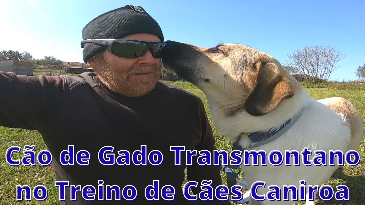 Vídeo do Cão de Gado Transmontano no Treino de Cães Caniroa