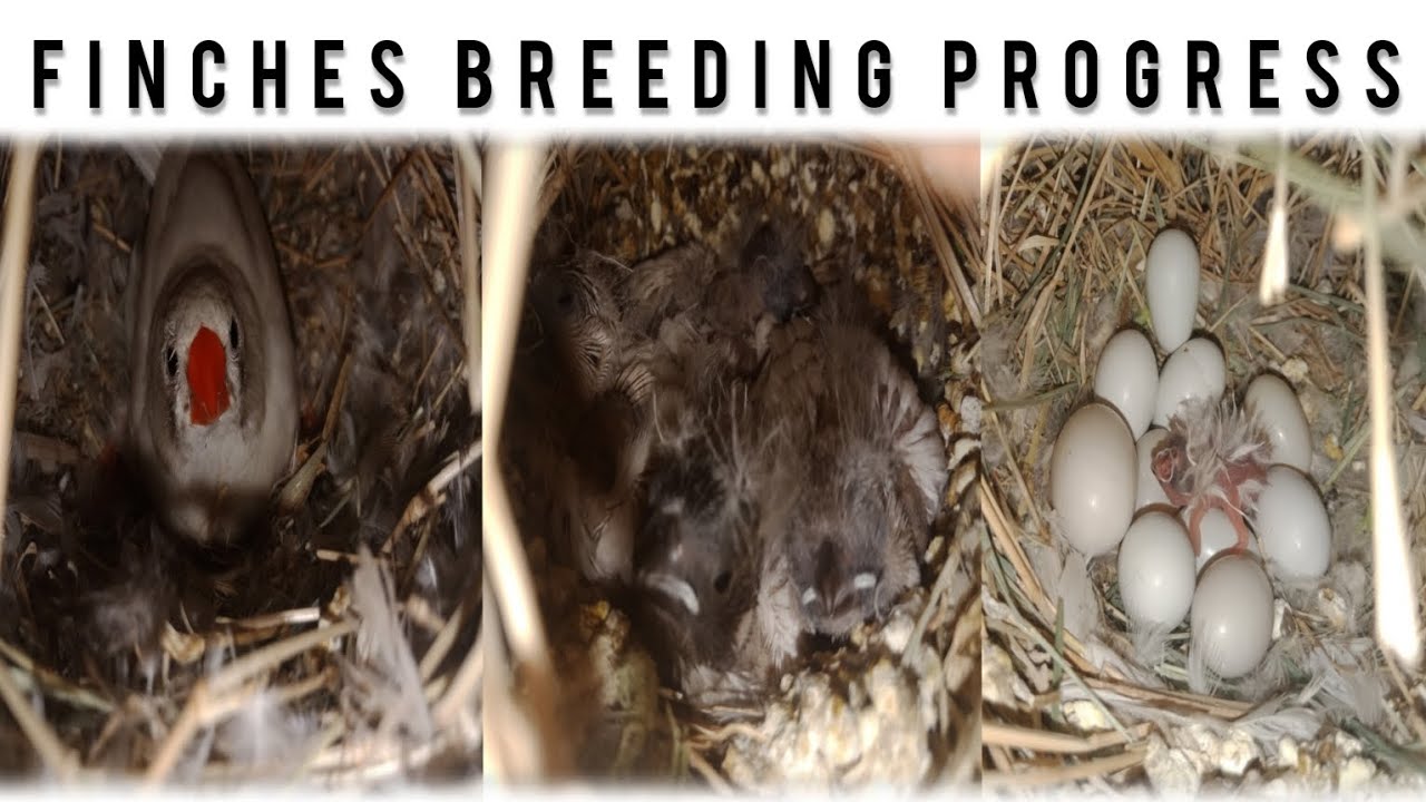My Finches Setup Breeding Progress 9/2/2023 - #mushtaqbirdsacademy