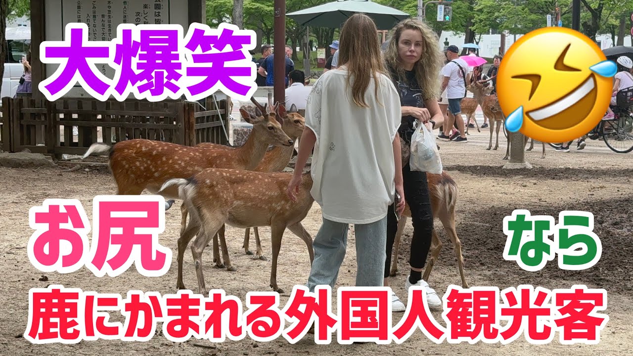 大爆笑🤣お尻、鹿にかまれる外国人観光客🦌奈良公園