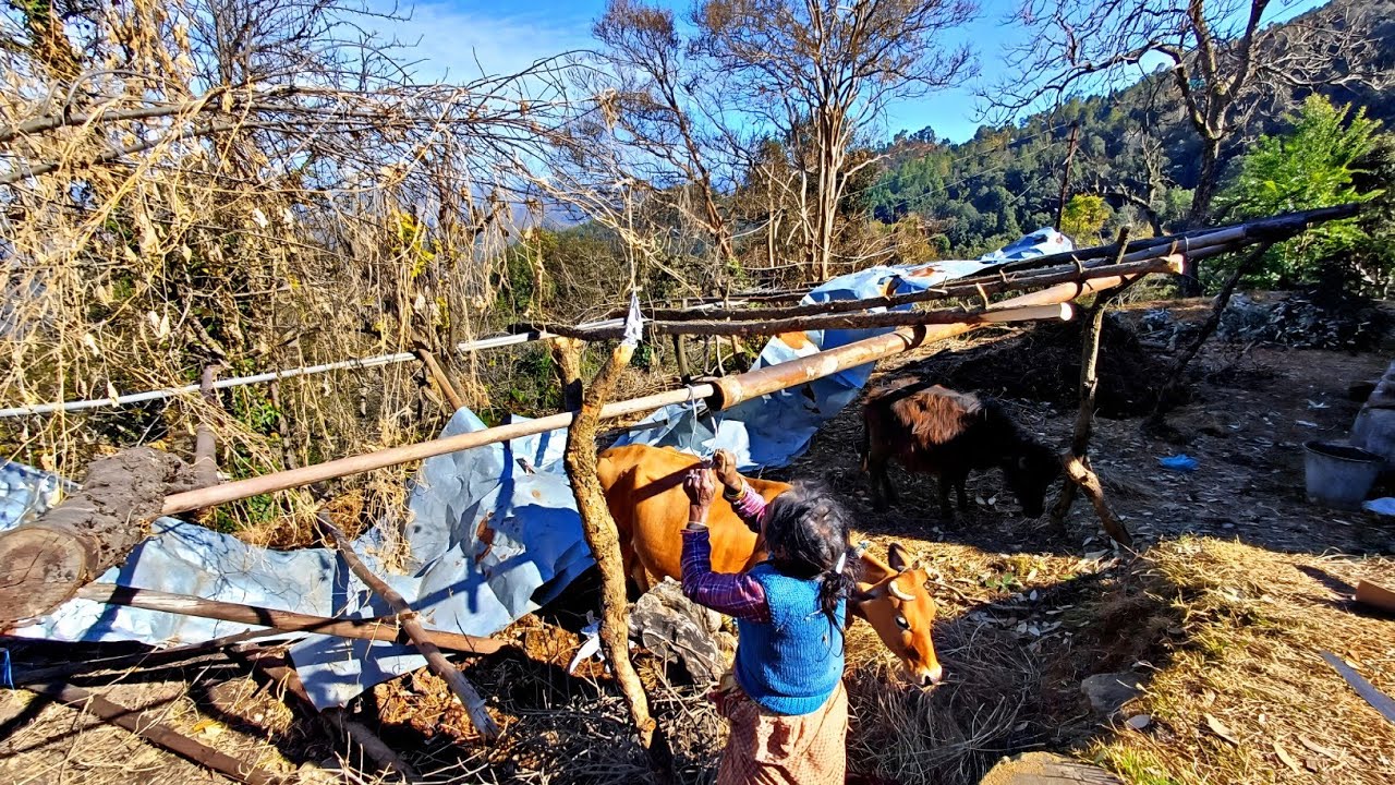 Making Shelter For COW And Buffalo 😊