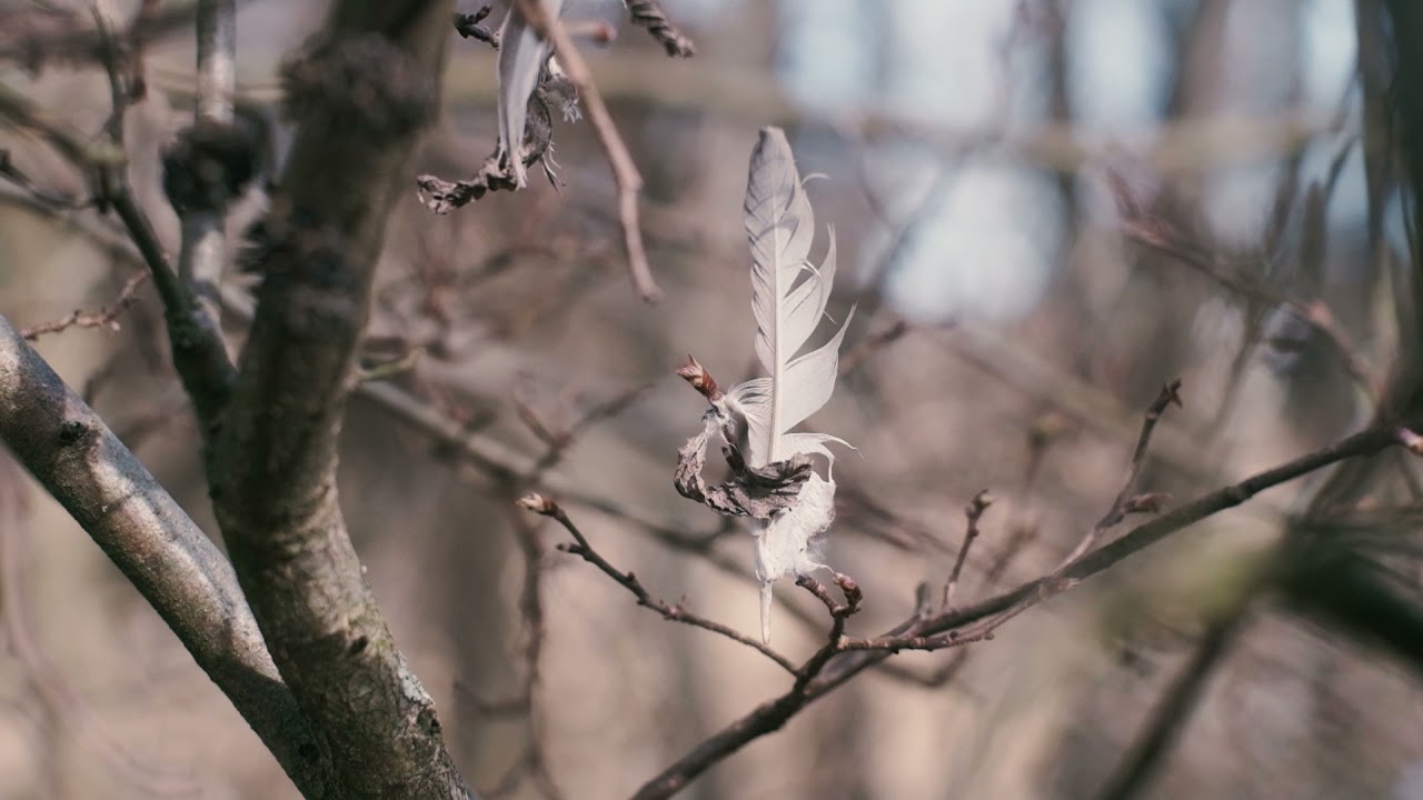Yashica Auto-Yashinon 5.5cm f/1.8 on Fujifilm X-T4 sample video