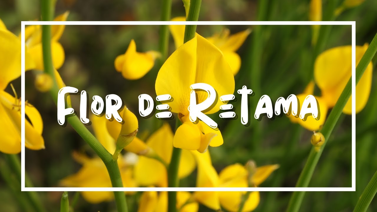 Flor de Retama - Lyric Video