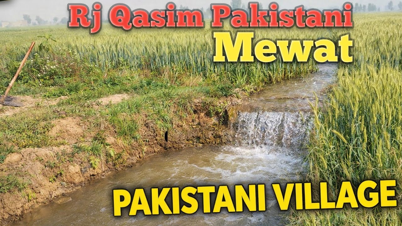Pakistani Mewati village Vlog by Rj Qasim Pakistani || Pakistani Agriculture vlog || mini Mewati ||
