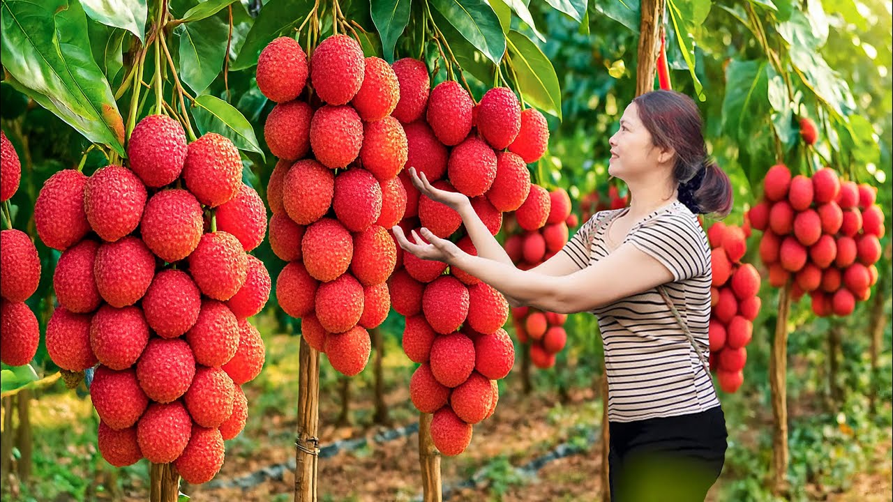 Harvesting Sweet Tropical Lychees, Making Lychee Cake with Coconut Milk | Countryside Cooking