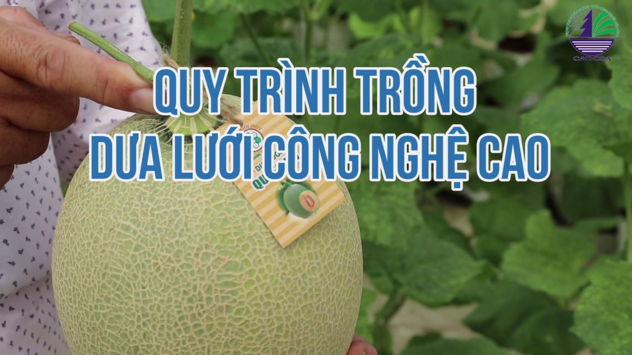 Quy trình sản xuất dưa lưới  ứng dụng công nghệ 4.0