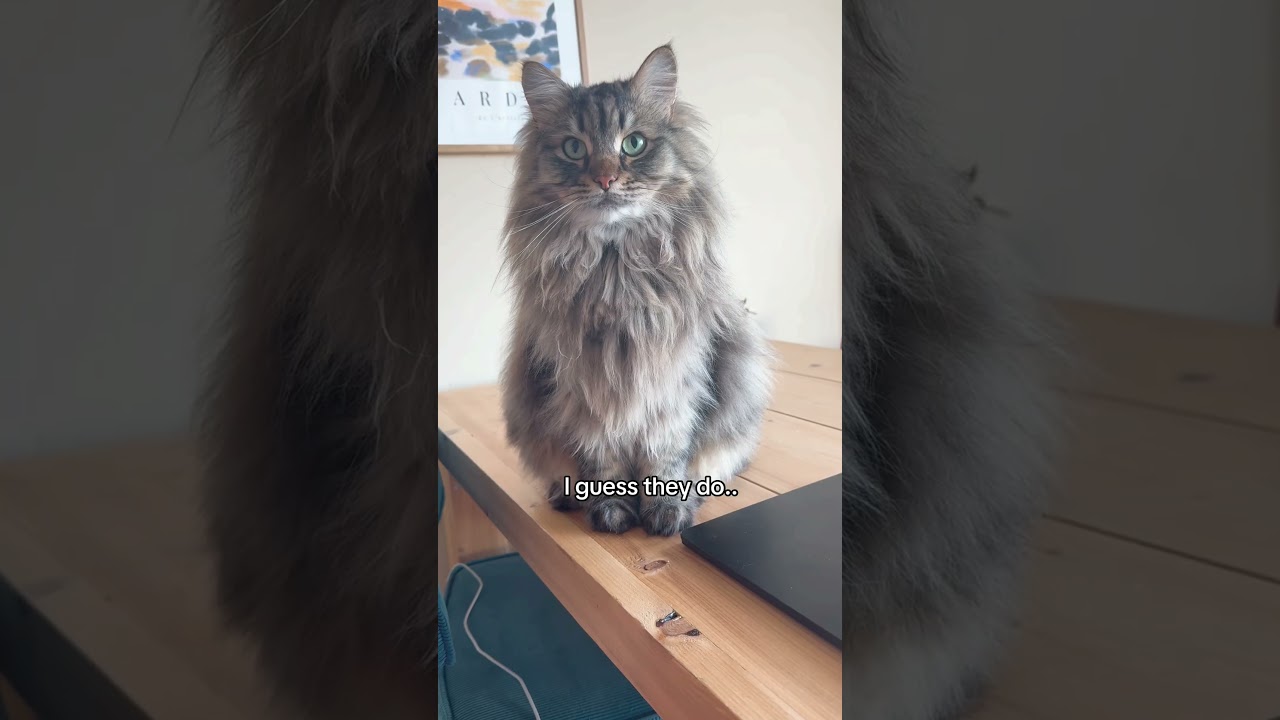 From 3 months to 3 years in a heartbeat #siberiancat #cutecat #kitten