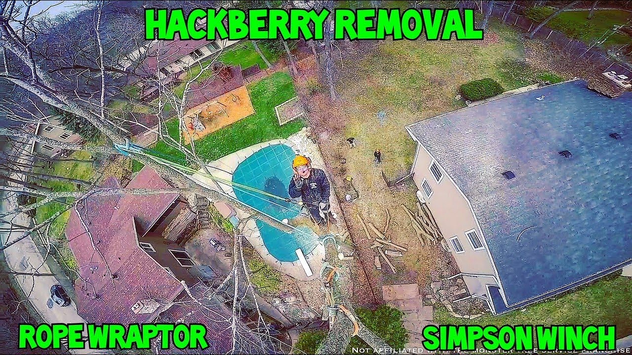 Hackberry Removal