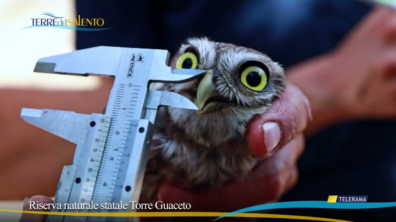 Salento. Riserva naturale statale Torre Guaceto