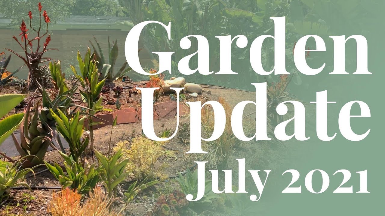 Drought Tolerant Garden Update: July 2021