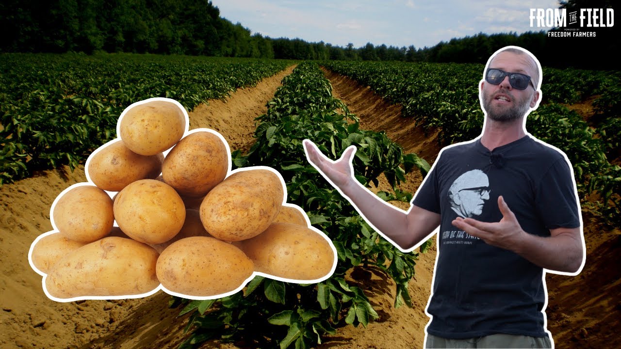 These Are The BEST Potato Varieties For Keeping
