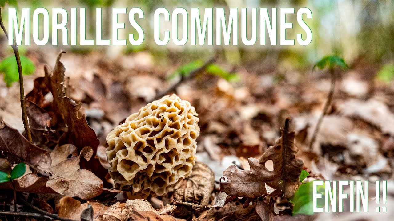 Enfin une belle cueillette de morilles ! En allant visiter d'anciennes places avec mes parents.