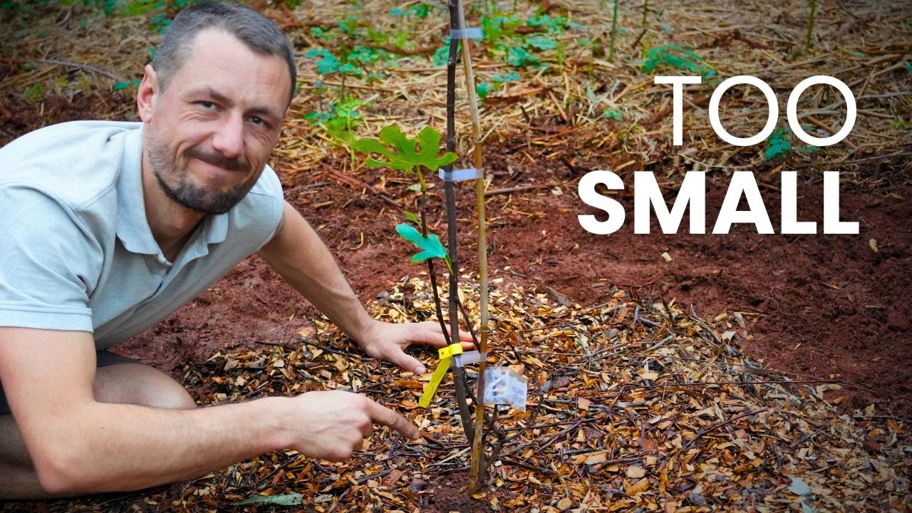 Plant your fruit trees like this, it'll grow faster