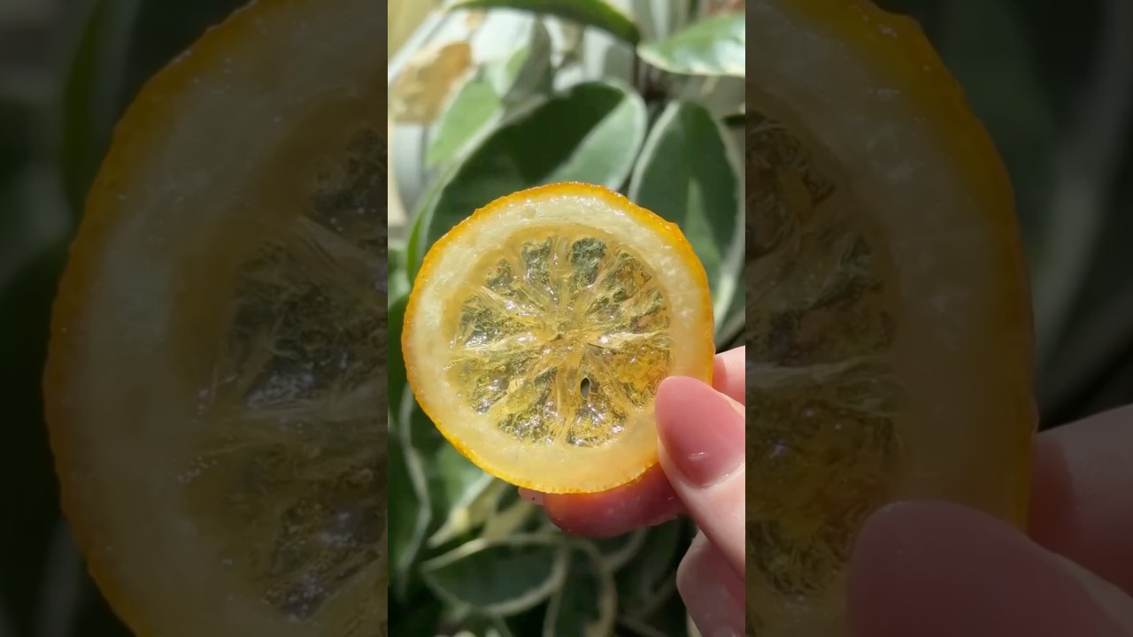 Episode two: Candied Lemons 🍋💫 Little stained glass cuties! 