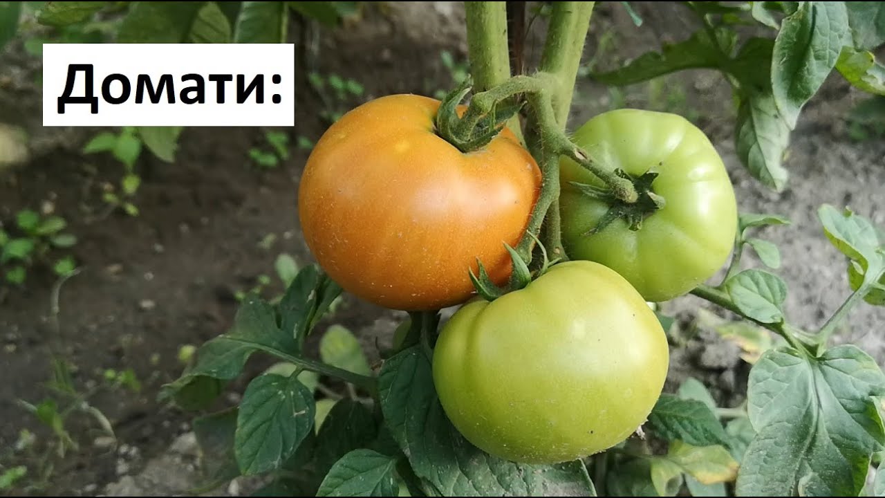 Домати: Наслада и Розова Магия