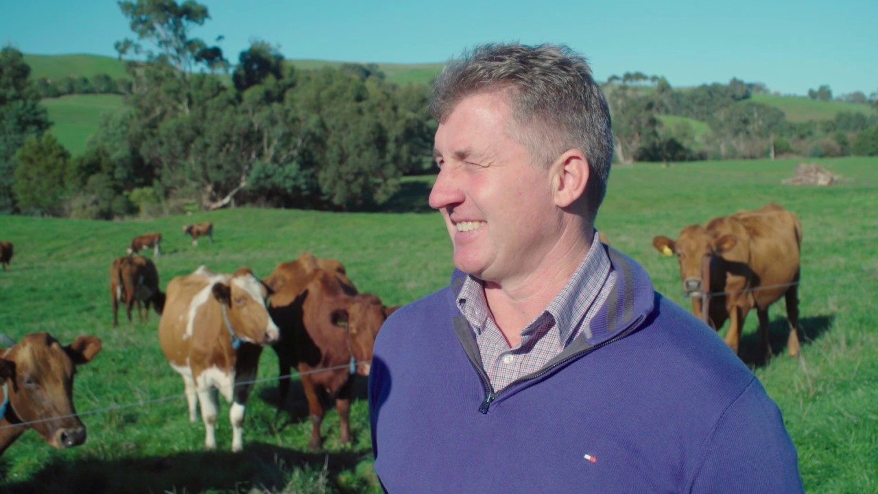 InCalf case study: Toby and Nick Leppin – Automated Heat Detection in a Seasonal Calving Herd