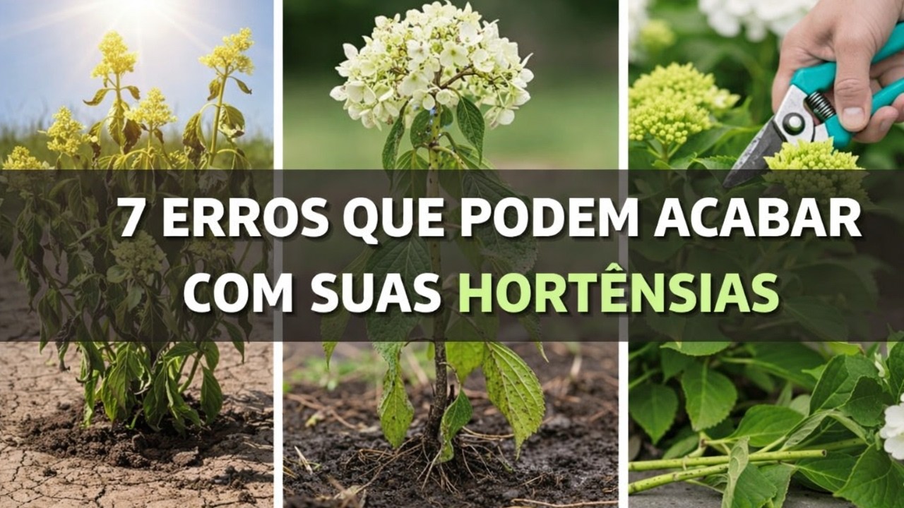 PARE de Plantar Hortênsias Errado! 7 Erros Caros que Você Deve Evitar | Cuidados com Hortênsias