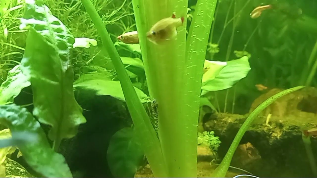 700 litre planted low tech cheap to run aquarium. A rare view of one of the baby hillstream loaches 