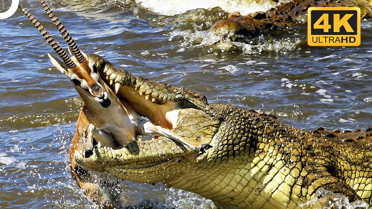 THE MOST POWERFUL PREDATORS IN THE WORLD! | Wildlife Documentary | 4K Animal Documentary