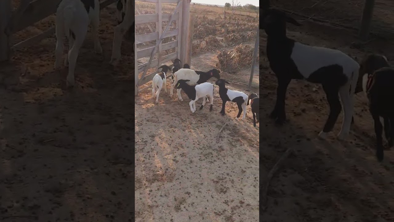 #ovino #sheep #borrego #ovinoculturamoderna #zootecnia #campo #borregos  #ovinossantaines #borrega