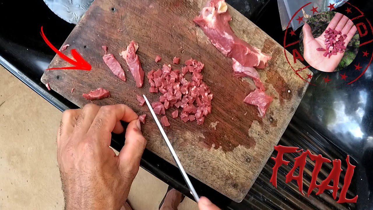 COMO EU PREPARO A MELHOR ISCA PARA PESCARIA DE #PIAU #PIAPARAS #PACU #MANDI! IMPRESSIONANTE!!