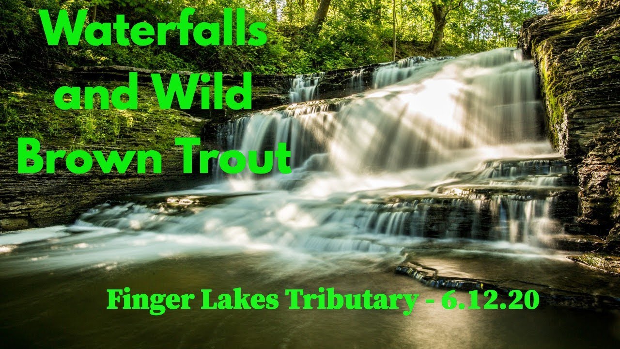 Wild Browns and Waterfalls Finger Lakes Tributary 6.12.20