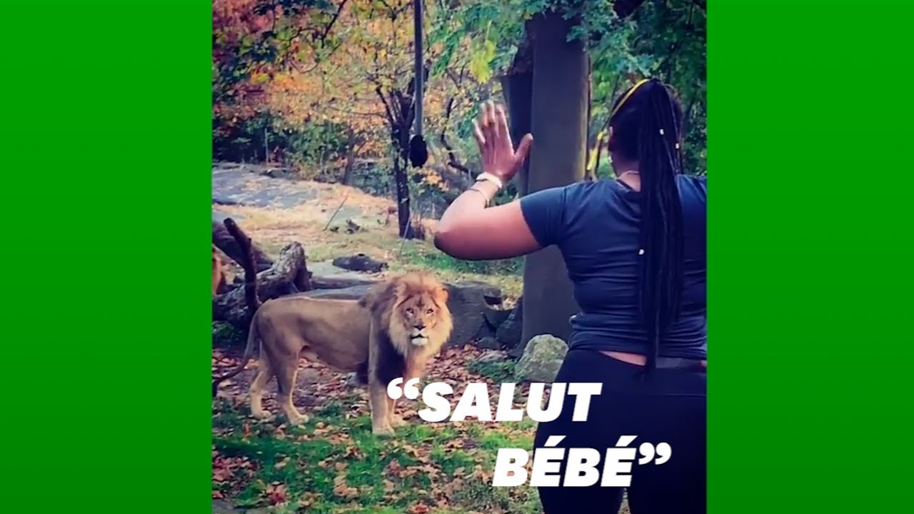 Elle entre dans l'enclos des lions au zoo du Bronx 