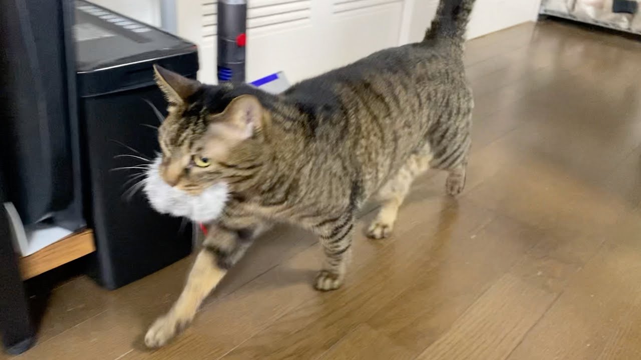 【閲覧注意】凶暴猫が何かを捕食しました...