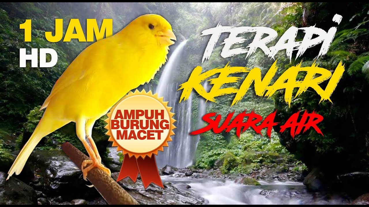 Terbaru Terapi Kenari Suara Air Hujan Ampuh !!! Suara Jernih