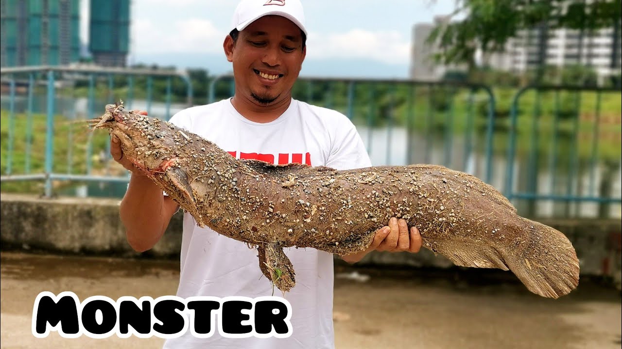 Fishing for Giant Catfish with Telescopic Rod