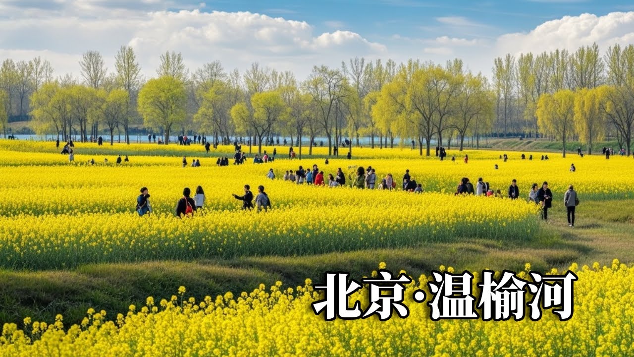 北京温榆河公园的百亩油菜花海，层层叠叠宛如油画，被称为小婺源【行走世界的北京老刘】