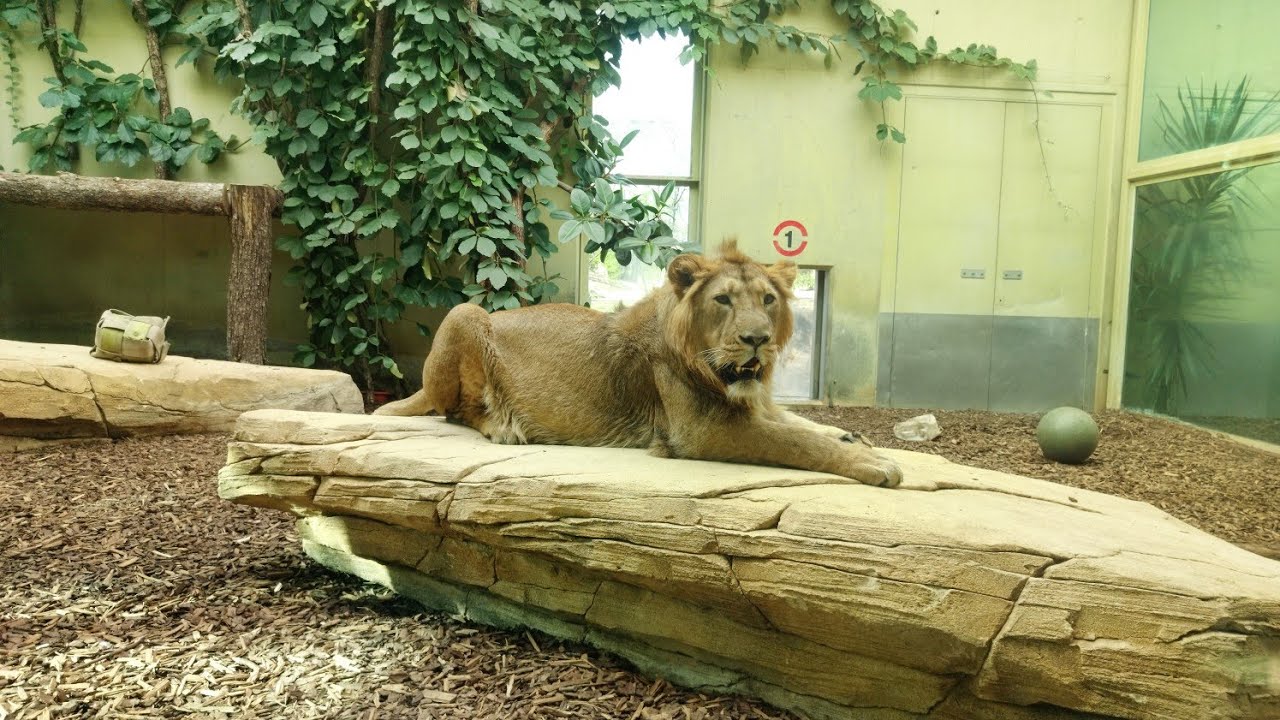 Mani the Indian Lion 🦁 First Steps On Stage | Frankfurt Zoo 4K January 2026