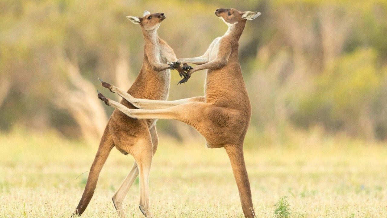 Kangaroo Facts You Didn&rsquo;t Know! | Species, Size & Habitat Explained