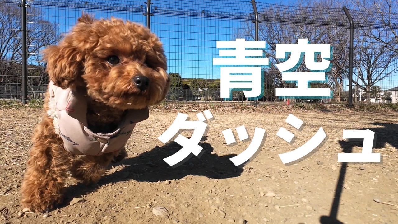 【犬連れお出かけ】大好きな場所でパパママを追いかけ回す子犬。深大寺の初詣である決意をしました