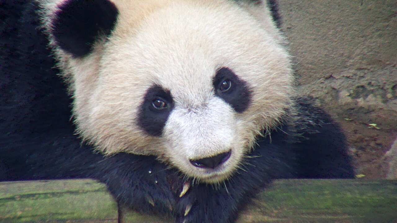 Adorable Panda Cam Highlights