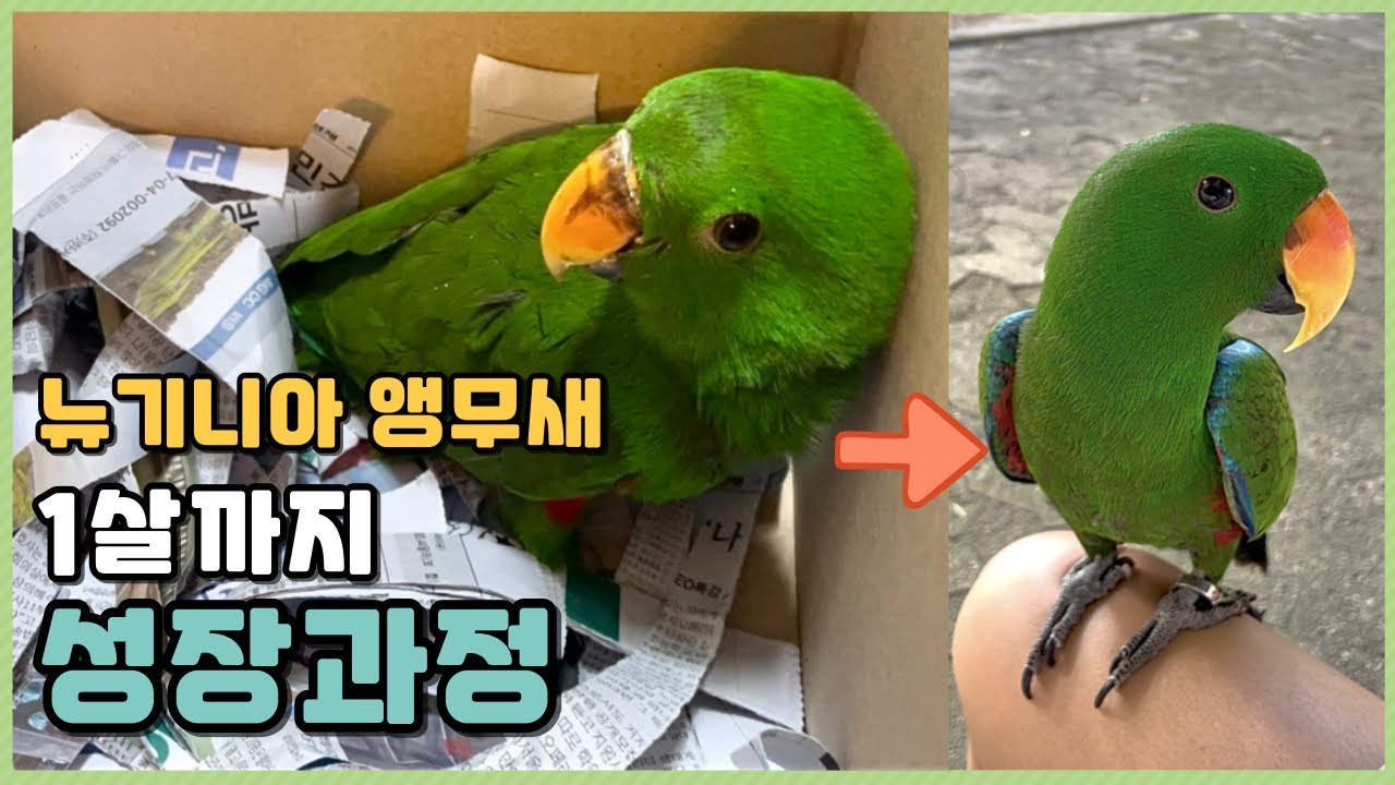 뉴기니아 앵무새 뚜비의 1살까지 성장과정