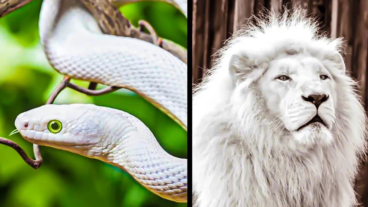 10 Most Rare White Animals in the World