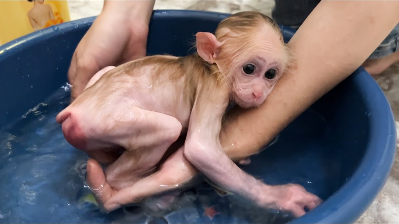 Monkey Mynu happily runs jumps when with mom