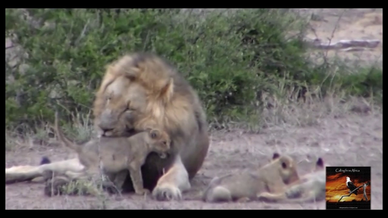 Lion dad and his cubs at play