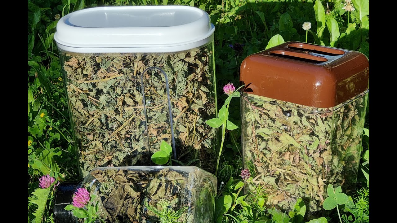 提神醒腦#自制人氣精選-薄荷茶 Homemade mint tea/Thé à la menthe maison EP55_20210802
