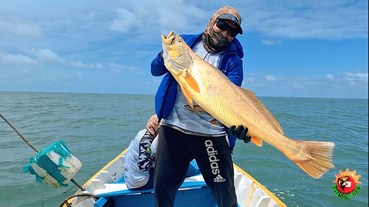 Expedição ROMANA,  pesca de espinhel e só Peixes de qualidades. VEJAM ☝️ 