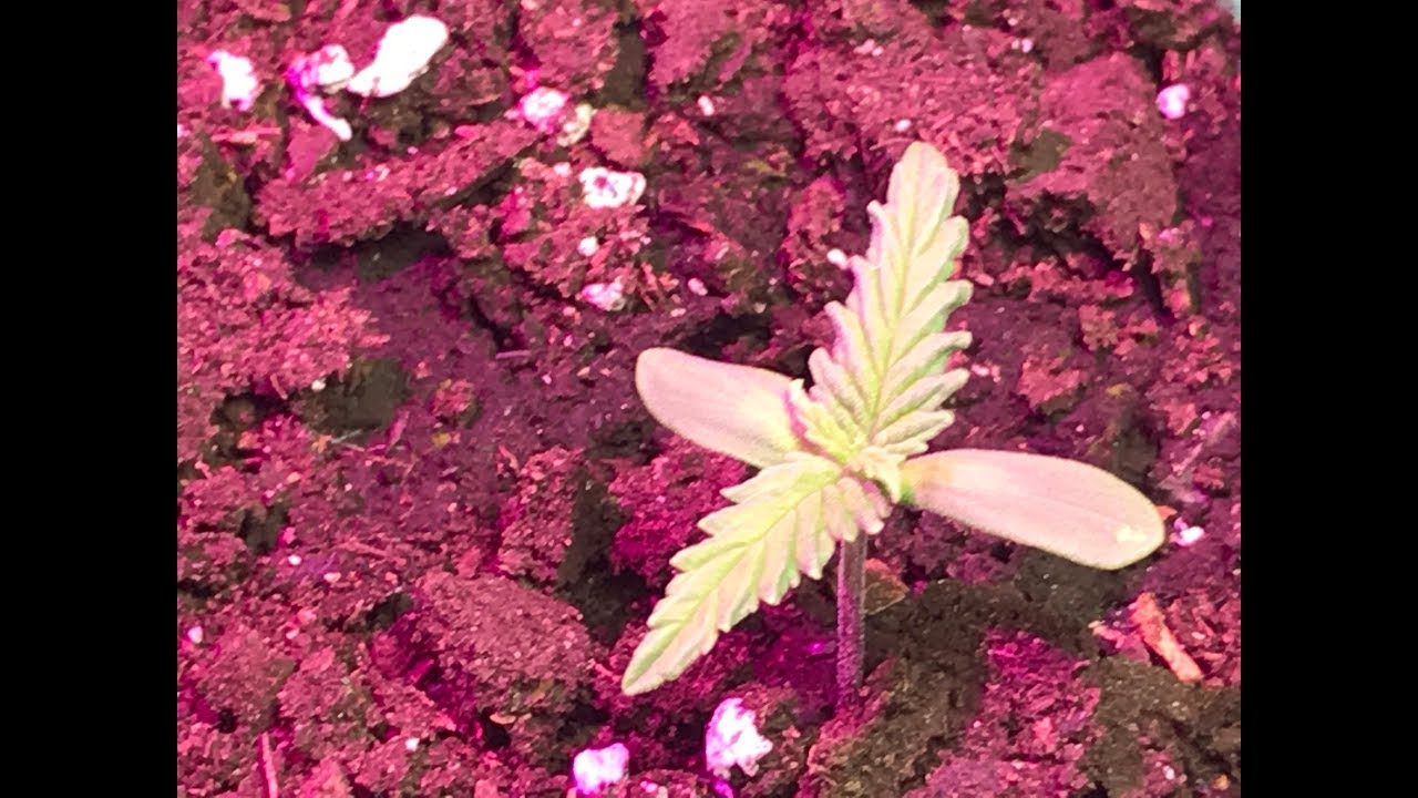 Day 3  Growing Cannabis Super Critical + upgrade on lighting !